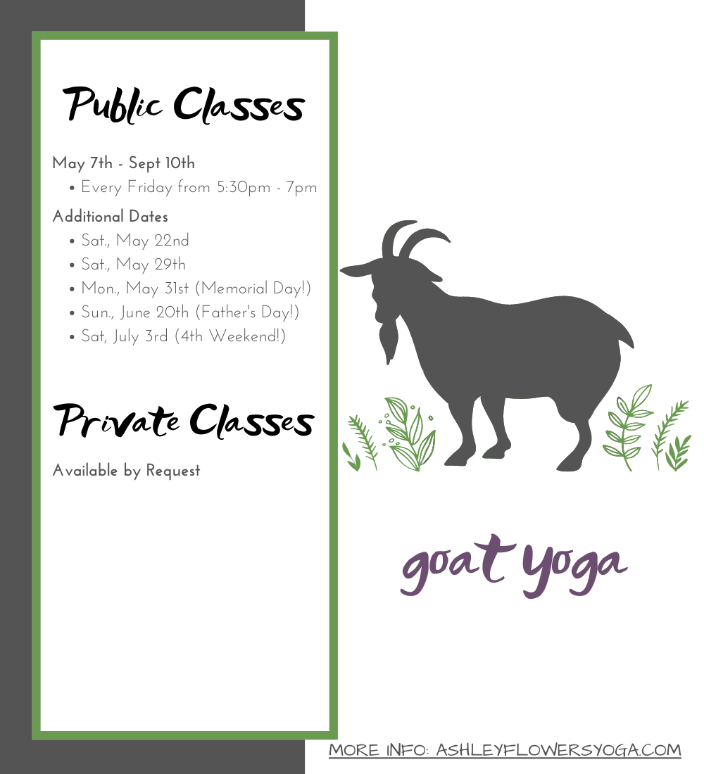 Private & Public Goat Yoga Classes in Portland Maine Goat Yoga at Smiling Hill Farm